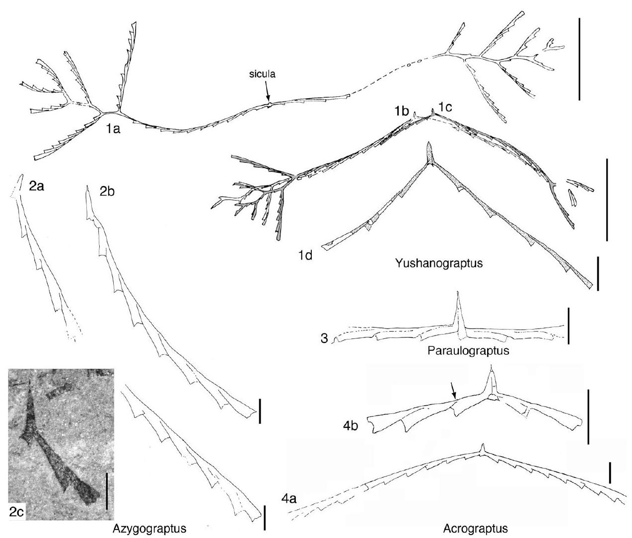 Fossil Image