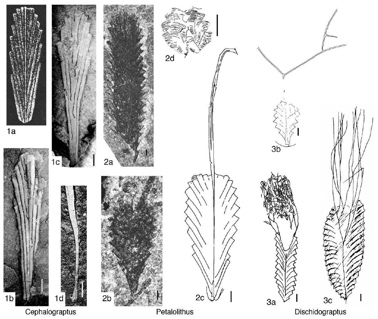 Fossil Image