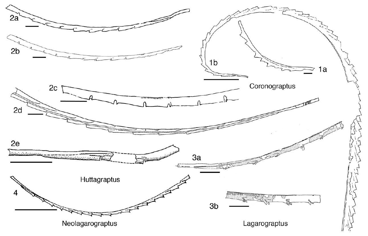 Fossil Image