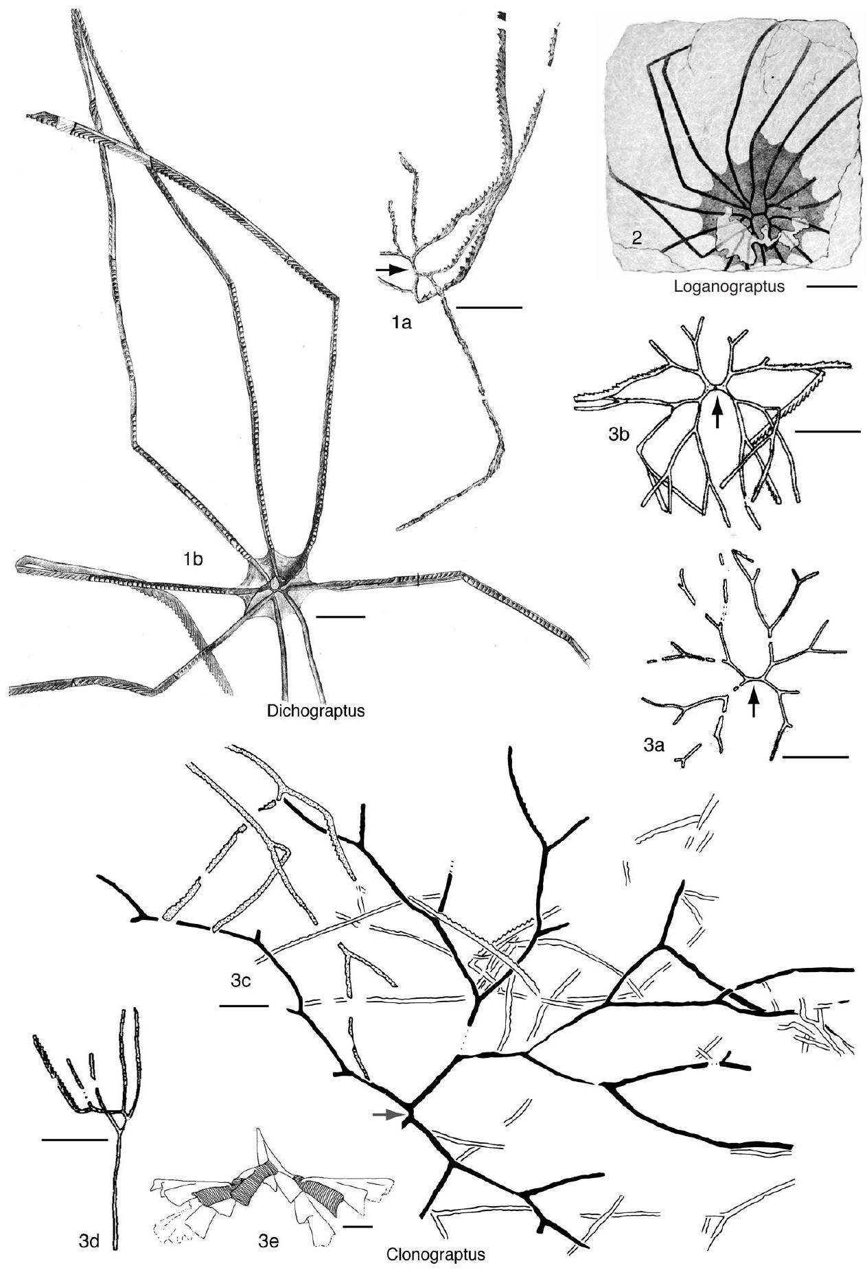 Fossil Image