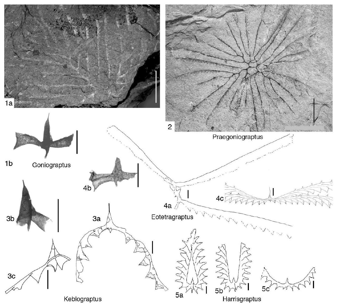 Fossil Image