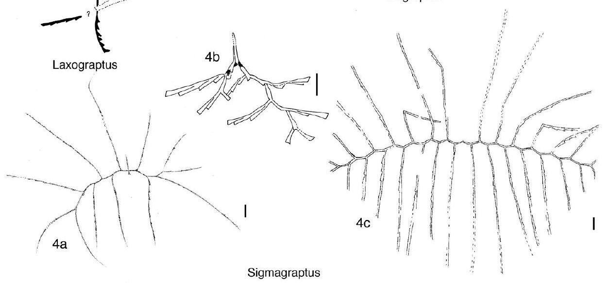 Fossil Image