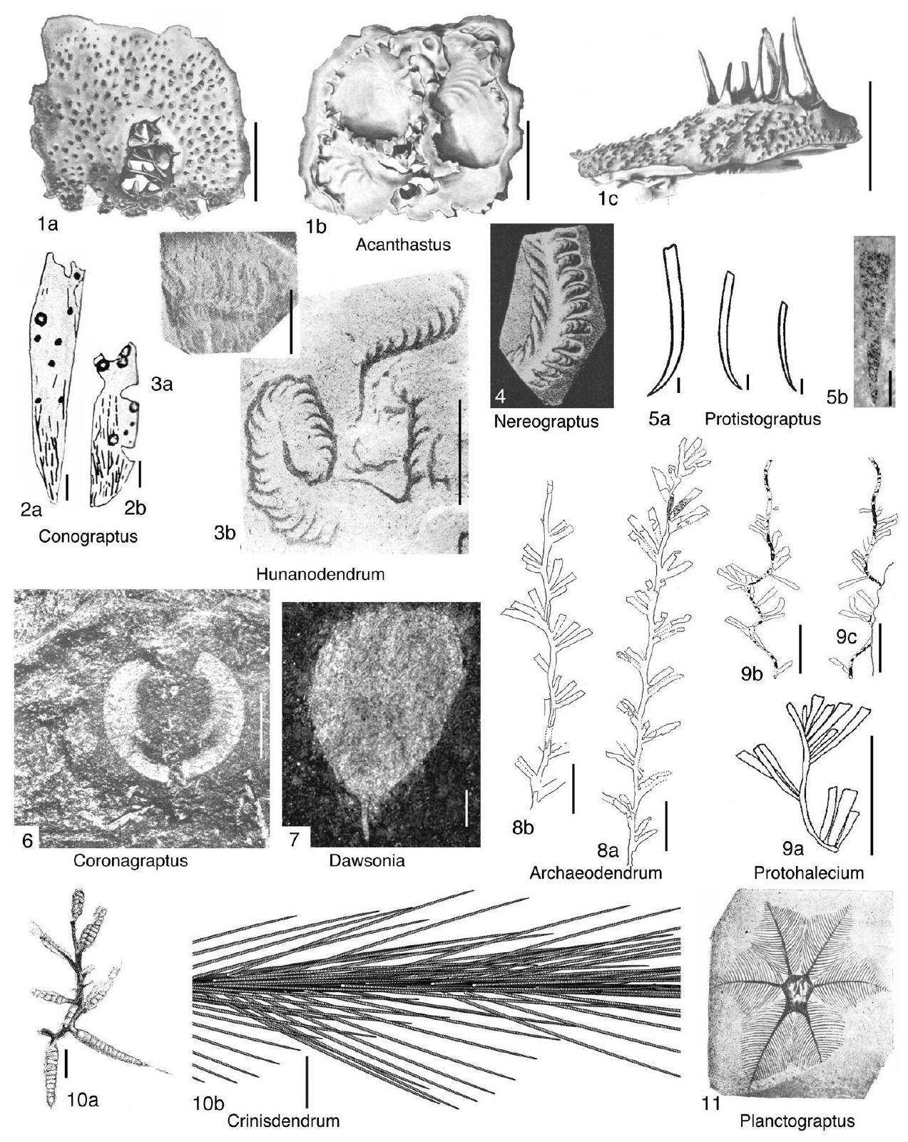 Fossil Image