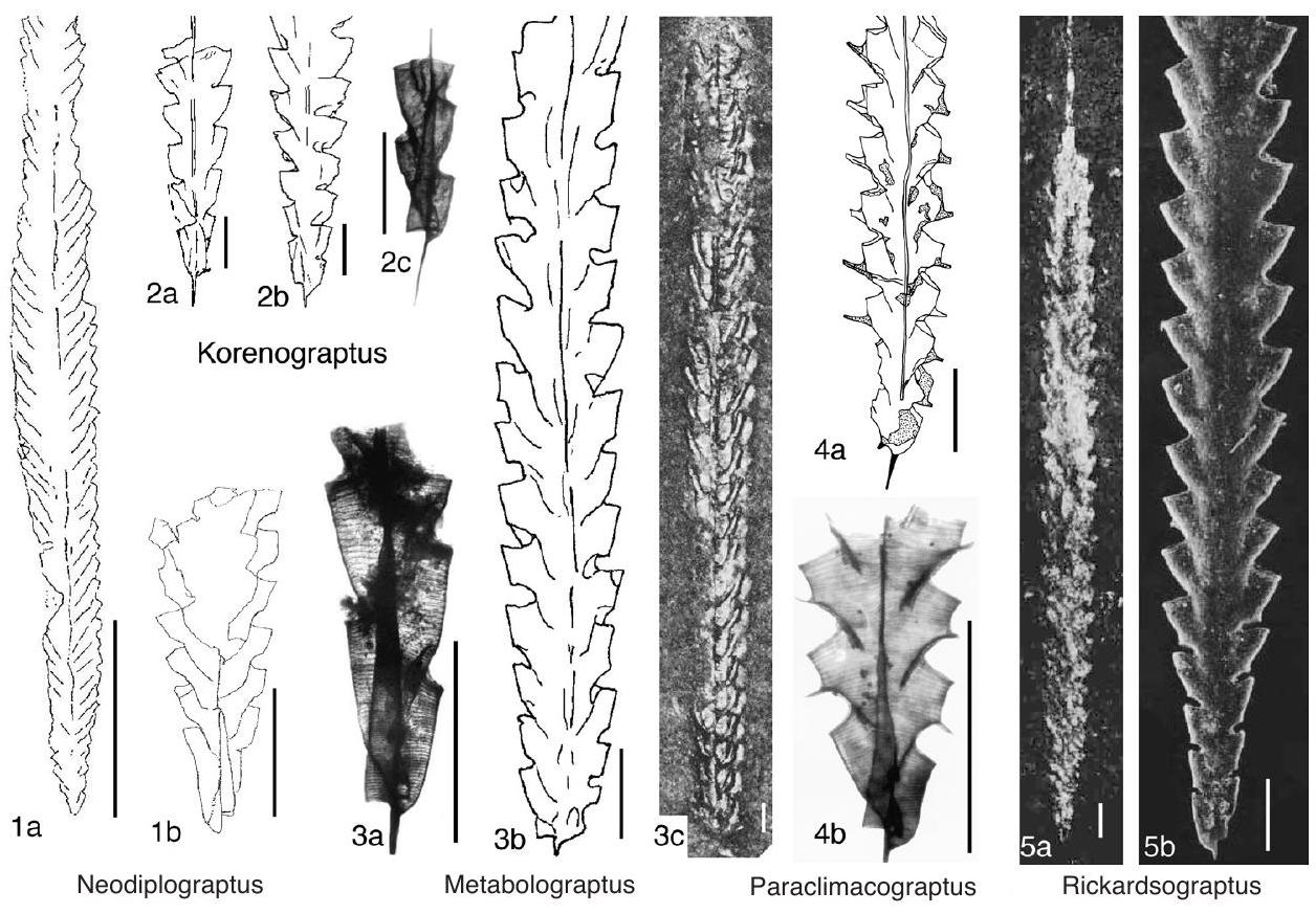 Fossil Image