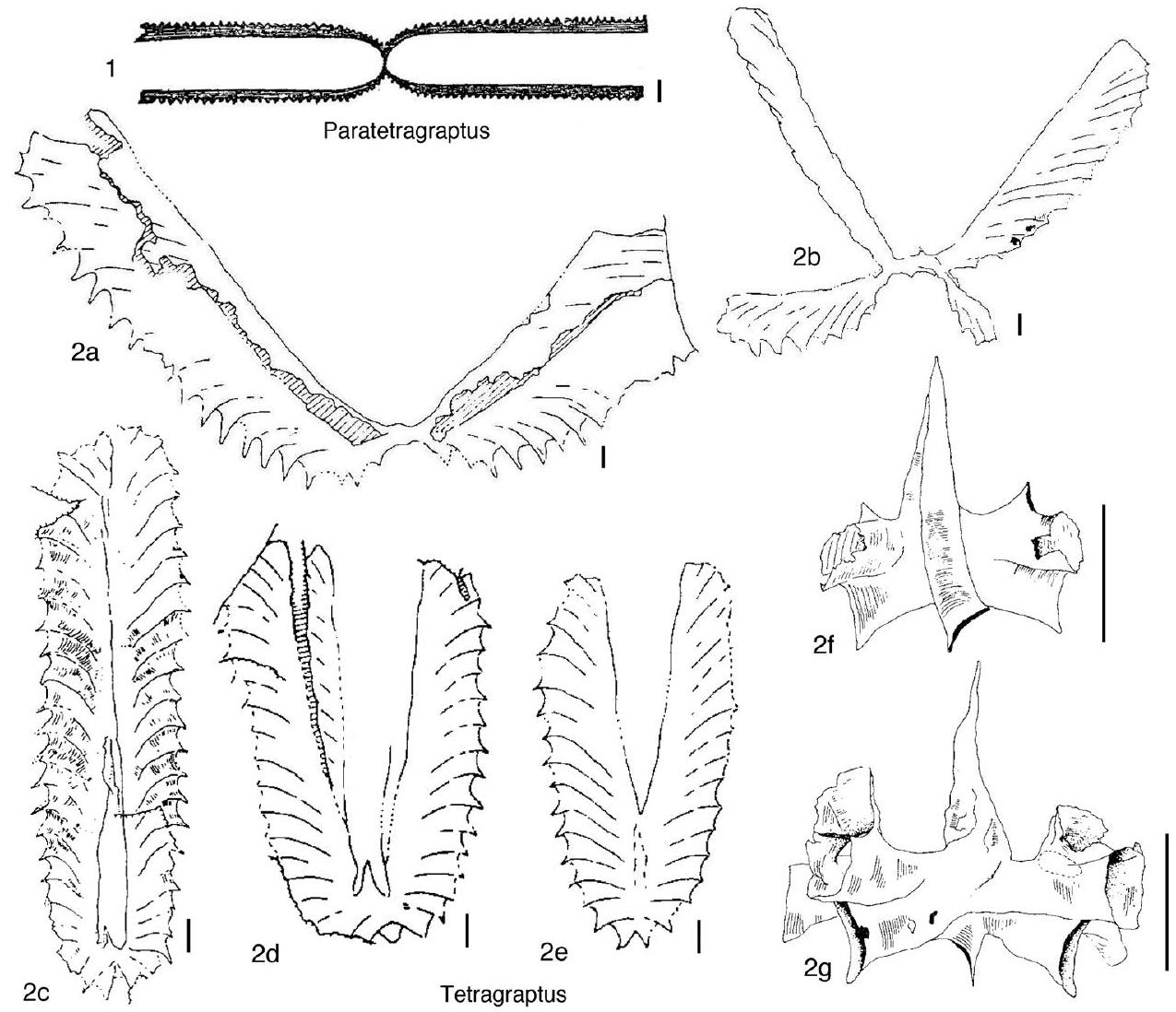 Fossil Image