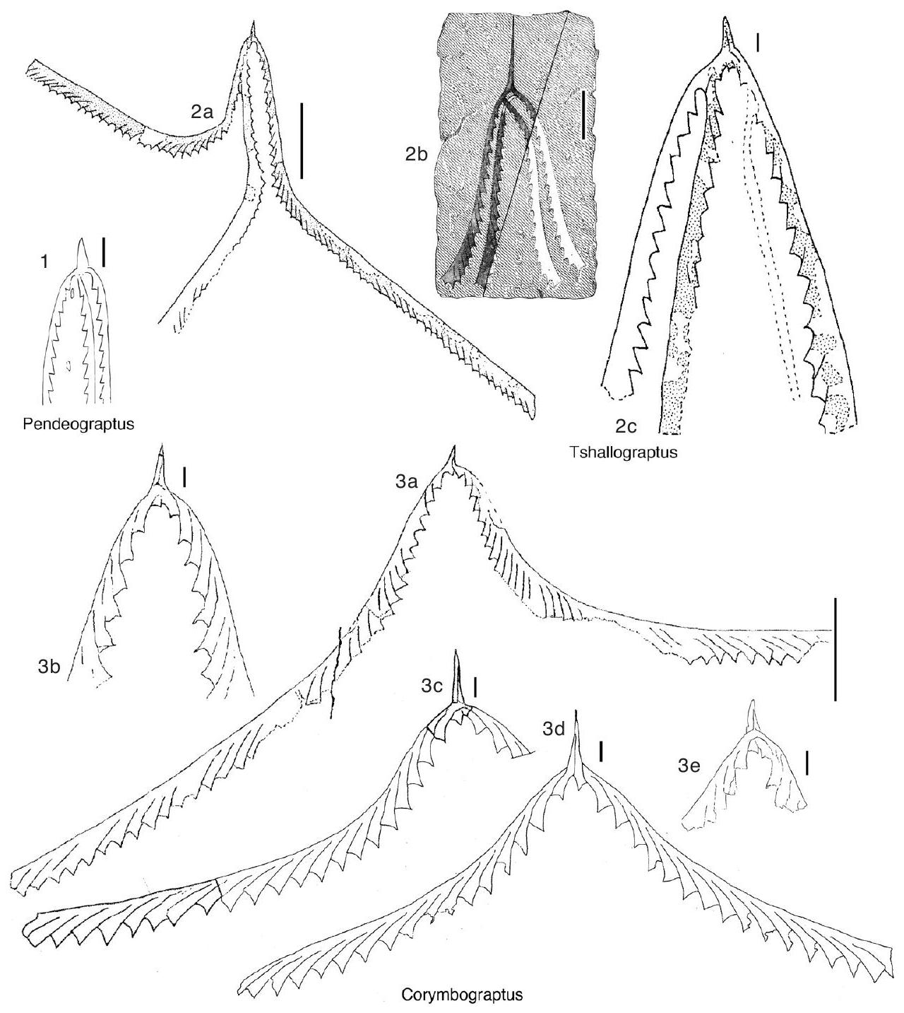 Fossil Image