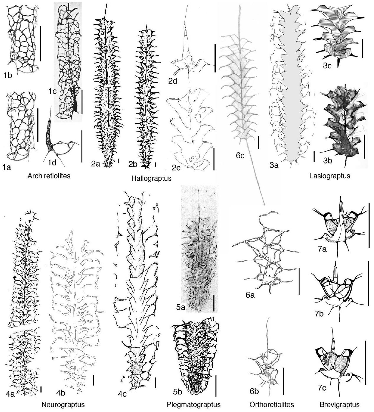 Fossil Image
